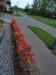 1+1 GRATIS !! LD22-10 : Lichtsnoer 200 oranje leds, 20 mtr, 8 programma’s & afstandsbediening, doorkoppelbaar, IP44, binnen/buiten