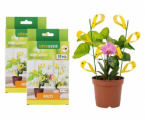 Insectenvanger Tegen Fruitvliegjes, Rouwvliegjes En Meer - Vandaag 24+24 GR ...