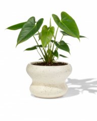 HEMA Bloempot ⌀13x9cm keramiek blob spikkel wit (wit)